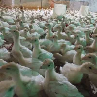 جوجه بوقلمون صدرصد بیوتی ۶ گوشتی