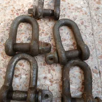 تعداد شگل برای فروش