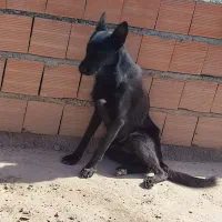 سگ ژرمن بلک