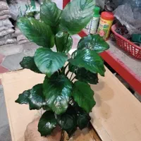 گیاه انوبیاس