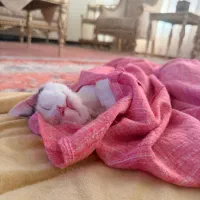 واگذاری رایگان