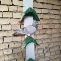 کفتر