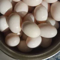 تخم مرغ و اردک