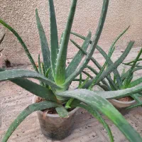 گل الورا تزیینی و درمانی