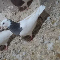 کبوتر|پرنده|میان جلگه, |دیوار