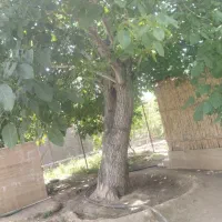 اجاره روزانه/هفتگی/ماهانه ویلا ۱۲۰ متری|اجارهٔ کوتاه‌مدت ویلا و باغ|بافت, |دیوار
