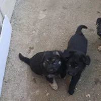 توله سگ ژرمن|سگ|املش, |دیوار