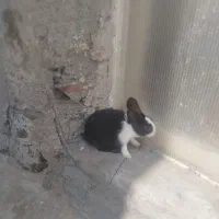 خرگوش