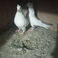 فروش پرنده