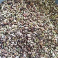 ضایعات لوبیا