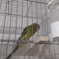 قناری رسمی بلند|پرنده|اندیشه, شهرک کوثر|دیوار