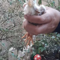 جوجه لاری اصیل|حیوانات مزرعه|صومعهسرا, |دیوار