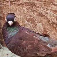 کبوتر تلسکوپی سرخ سو صرب داره