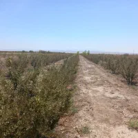 سه ساعت آب کشاورزی همراه با ۳۵۰نهال زرشک ۱۶ ساله|فروش دفتر صنعتی، کشاورزی، تجاری|سده (خراسان جنوبی), |دیوار