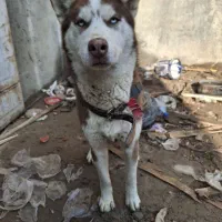 سگ هاسگی گرگی چشم آبی یخی نر یک ساله