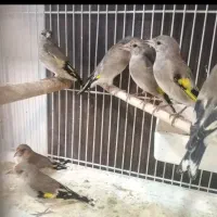 کبوتر دارم معاوضه میزنم با قناری ماده یا سهره ماده
