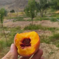 خانه-باغ-سرسبز-واقع-در-خلج-روستای-کرتیان