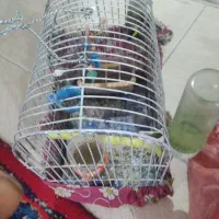 سلام ۲عدد جوجه سهره قفسی ۷۵۰۰