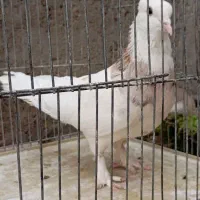 طوقی نر|پرنده|قم, هفت تیر|دیوار