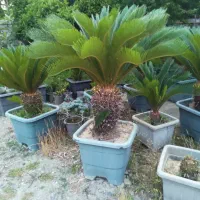 سیکاس|گل و گیاه طبیعی|رامسر, |دیوار