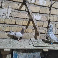 سرور پلاکی|پرنده|مرودشت, رودبال|دیوار