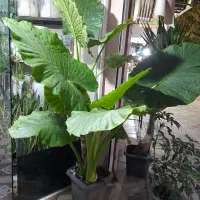 گیاه بابا آدم