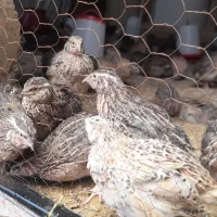 فروش فوری بلدرچین|حیوانات مزرعه|سرپل ذهاب, |دیوار