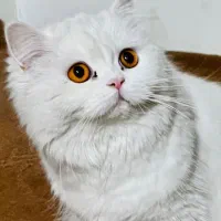 گربه پرشین فیس عروسکی ماده