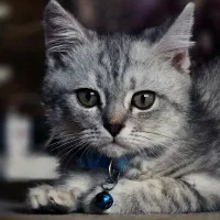 گربه بریتیش نر و ماده