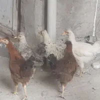جوجه مرغ کاکلی