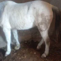 اسب محلی|اسب و تجهیزات اسب‌سواری|قوشخانه, |دیوار