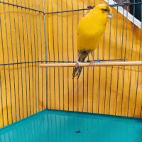 قناری نر کشیده بلند زیبا