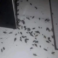 سمپاشی موریانه، سمپاشی سوسک،سمپاشی موش سم پاشی ساس|خدمات نظافت|اصفهان, احمدآباد|دیوار