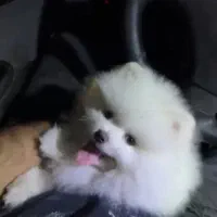 پامرنرپنج ماهه