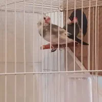 فنج نرگسی جفت