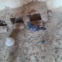 کفتر پاکستانی و پلاکی نر|پرنده|رشتخوار, |دیوار