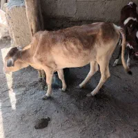 یک‌عدد‌گاو‌به‌همراه‌گوساله‌بفروش‌میرسد‌|حیوانات مزرعه|میناب, |دیوار