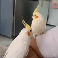 یک عددعروس هلندی نر سخنگو