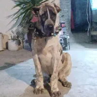 توله خراسانی 5ماهه درجه 1