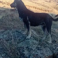 سگ ماده عراقی