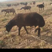 قوچ میش بره بز