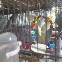 پرنده|پرنده|نسیم‌شهر, |دیوار