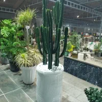 فروش انواع گل‌های آپارتمانی و ملزومات