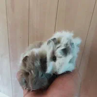 انواع خوکچه هندی بزرگ و کوچک