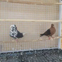 دوتا کفتر کاکلی غریب گیری|پرنده|هشتگرد, فاز ۷ مهستان|دیوار