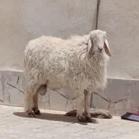 بره‌نر‌مری