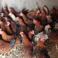 خروس|حیوانات مزرعه|صحنه, |دیوار