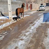 اسب|اسب و تجهیزات اسبسواری|زنجان, |دیوار