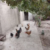 مرغ وخروس