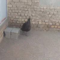 بوقلمون برنزماده